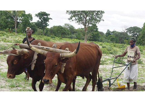 Kavango breadbasket dream alive, well – Ausiku