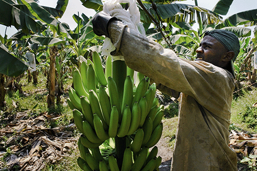 NAB, AvaGro to develop banana industry …as import bill hits N$57 million