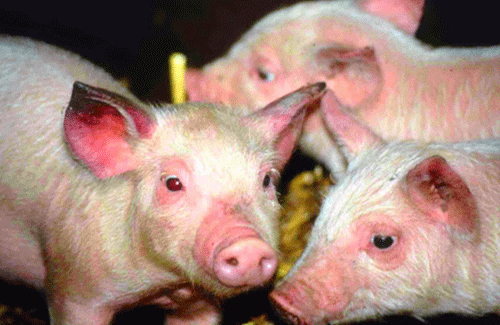 Pork import restrictions to counter viral outbreak