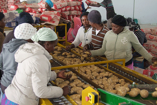 Agriculture - Local potato and carrot shortages impact prices