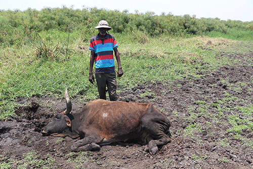 Ikaba cattle farmers: Zambezi veterinary office not proactive