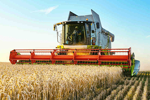 46% of wheat producers lack access to market …Kunene, Erongo most affected