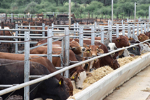 Increase in live cattle exports as farmers destock …more goats, sheep to SA market