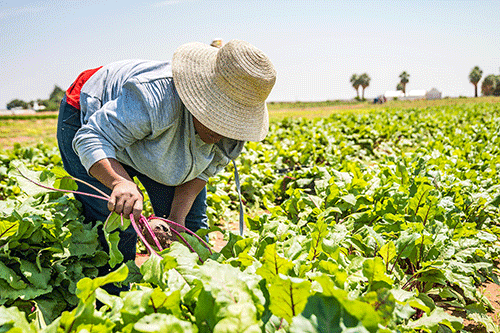 Namibia achieves 45% food self-sufficiency