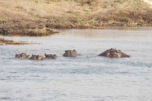 Muyunda: Stranded hippos will be safe
