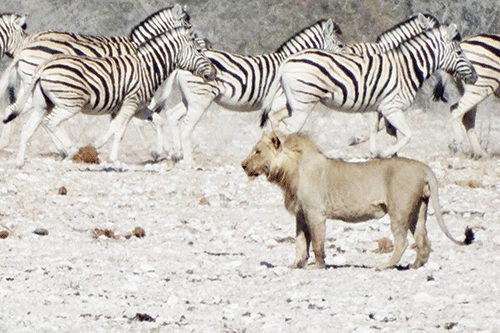 A glimpse into Namibia’s international hunting benefits