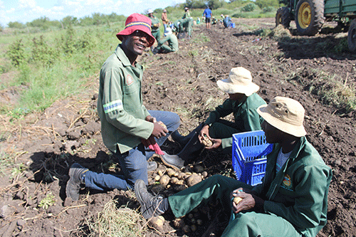 NYS achieves major potato harvest at Rietfontein 