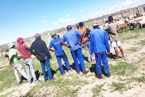 Landless livestock farmers invade Witsand …challenge Calle, Nganate to remove them