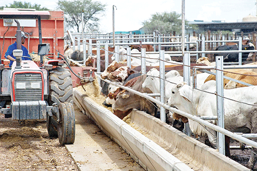 Cattle exports remain on upward trajectory… abattoirs to absorb more in 2024