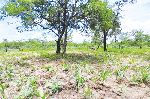 Zambezi farmers fear drought