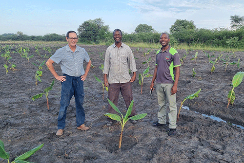 NAB, Avagro plant banana seedlings at first field trial