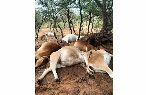 Farmers lose seven cattle to lightning at Otjombinde
