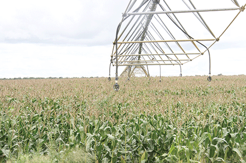 Farmers encouraged to consider irrigation… as drought looms
