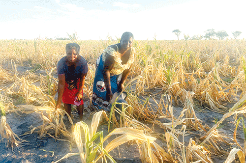 Locusts destroy Zambezi crop fields