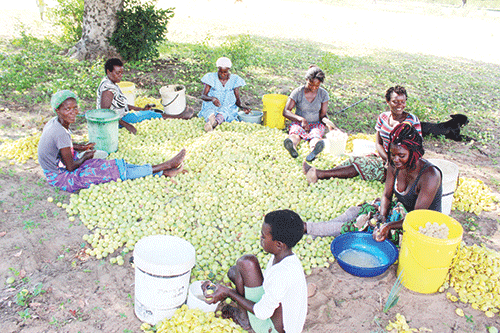 Women revel in ‘omagongo’ season