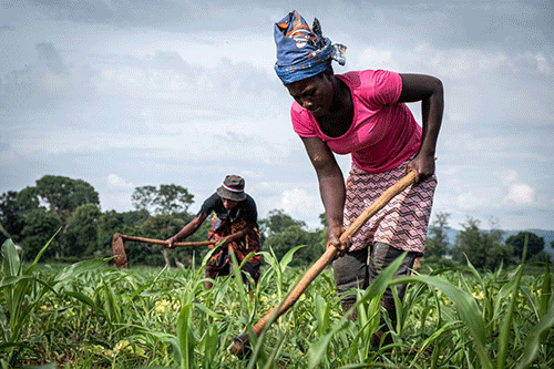Zambezi farmers hail govt’s empowerment efforts… value booming agri opportunities