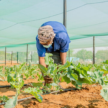 Schlettwein sets out agri revitalising stall