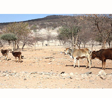 Agribank slams high interest rate as drought looms