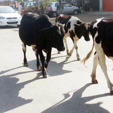 Onkalo yiimuna tayi pashiyona mondoolopa yaShakati ya nyengana