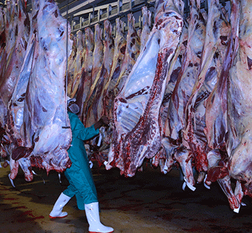 Govt examines Meatco autopsy report