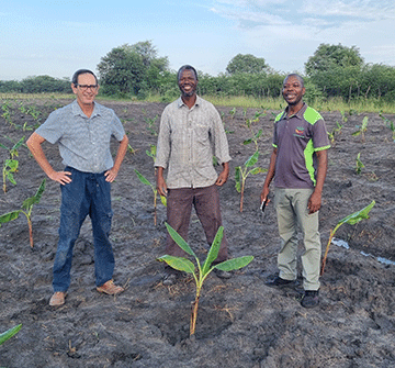 NAB, Avagro plant banana seedlings at first field trial