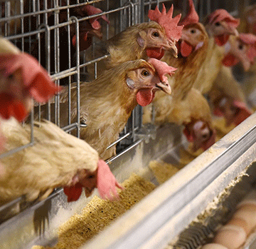 Bird flu leads to lack of poultry products