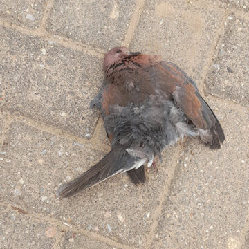 bird flu 1 Bird flu: Poultry imports okay for now