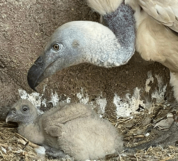 N/a’ankusê to transport, keep rare birds