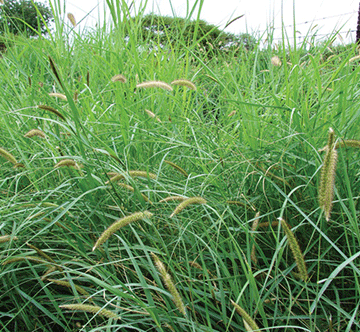 Benefits of reintroducing valuable perennial grasses