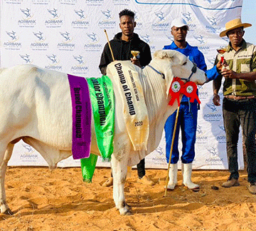 Brahman steals show at Okatumba Gate expo