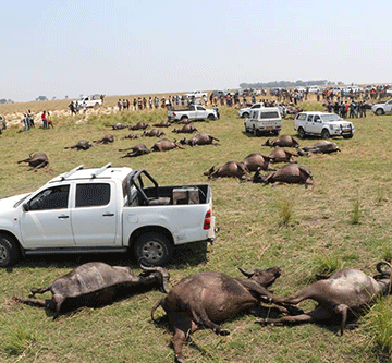 ‘Stampede’ for buffalo meat in Zambezi