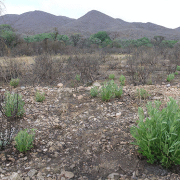 Bush encroachment wrecks 45 million hectares