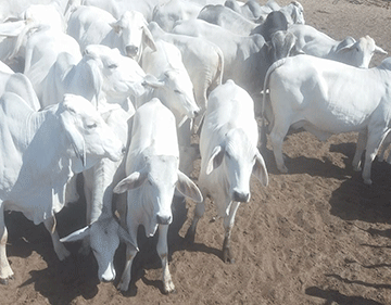 Marenga’s love for white Brahman bears fruit