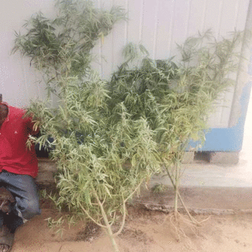 Man arrested over cannabis plants, seeds