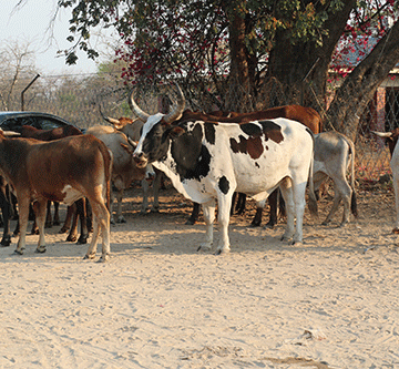 Zambezi cattle theft continues unabated