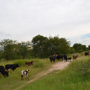 Livestock worth over N$4.9 million stolen in Zambezi