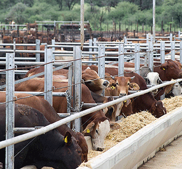 Increase in live cattle exports as farmers destock …more goats, sheep to SA market