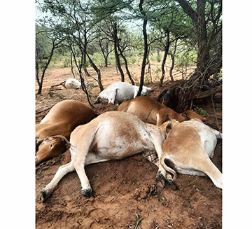 Farmers lose seven cattle to lightning at Otjombinde