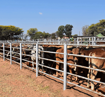 Namibia’s cattle producers thrive despite challenges