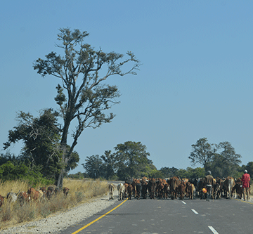 Livestock theft rampant in Kabbe North