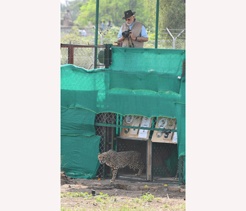 Namibian cheetahs touch down  in India