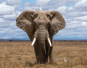 Divided Africa fails with ivory proposal