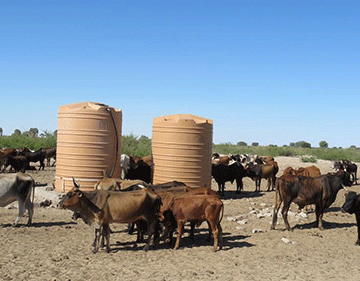 Mixed fortunes for livestock sector