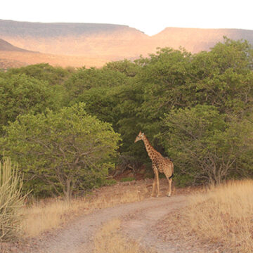 Secret behind Namibia’s undying conservancy  programme