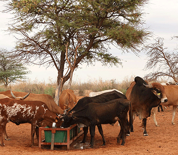 Farmers’ Kraal with Charles Tjatindi –    General consideration for livestock farmers