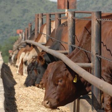 Prevent salt poisoning in livestock