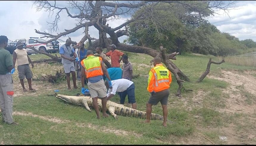 Crocs devour humans in Kavango 