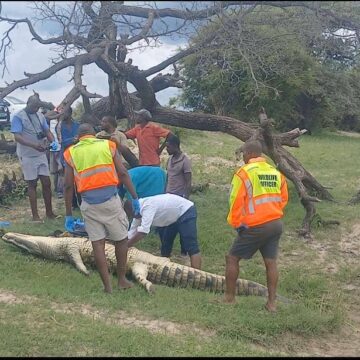 Crocs kill three in the first week of January