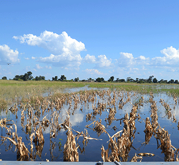 Kabbe farmers fear famine…as floods decimate crop fields