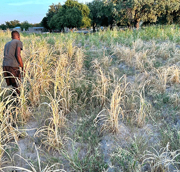 Northern farmers fear drought